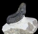 Excellent, Morocops Trilobite - Foum Zguid, Morocco #36489-3